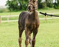 smokey-black-snowflake-on-face-socks-horse