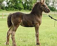 gypsy-vannner-vanner-horse