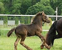 great-bloodlines-gypsy-vanner-horse