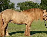 gypsy-vannner-horse