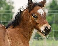 gypsy-cross-colt-bay-pearl-black-points-shining-spark-vanner-horse