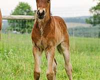gypsy-cross-colt-bay-pearl-black-points-shining-spark-horse