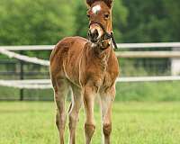 gypsy-cross-colt-bay-pearl-black-points-shining-spark