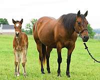 gypsy-cross-colt-bay-pearl-black-points-shining-spark-quarter-horse