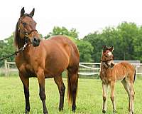bay-black-quarter-horse-colt-stallion