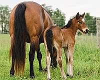 gypsy-cross-colt-bay-pearl-black-points-shining-spark-colt-stallion