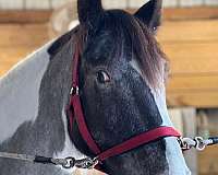blue-grulla-ridden-english-horse