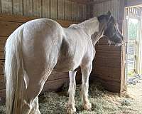 blue-grulla-ridden-western-horse