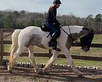 blue-grulla-gypsy-vanner-gelding