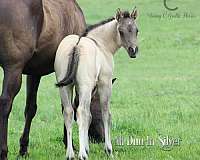 dun-factor-horse