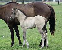 grulla-dun-factor-horse