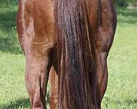 sorrel-aqha-stallion