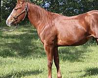sorrel-quarter-horse-stallion