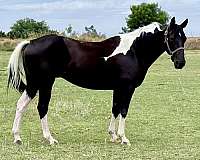 eng-mare