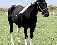 tobiano-horse