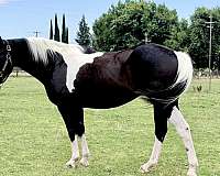 always-willing-paint-horse