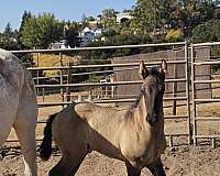 feminine-friesian-horse