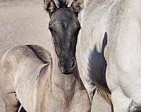 elegant-filly