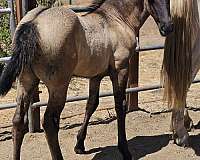 grulla-fbhr-filly