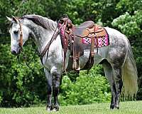 all-around-quarter-horse