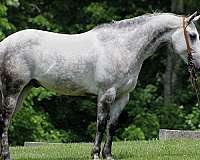 barrel-quarter-horse