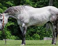 beginner-quarter-horse
