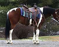 all-around-quarter-horse