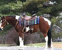 barrel-quarter-horse