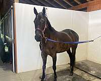 project-thoroughbred-horse