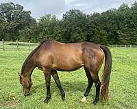bay-thoroughbred-mare