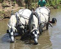 anything-percheron-horse