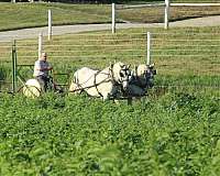 area-percheron-horse