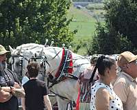bath-percheron-horse