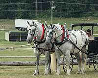 chief-percheron-horse