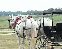 clip-percheron-horse