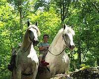 don-percheron-horse