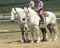 double-percheron-horse