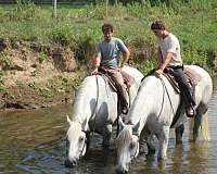 dream-percheron-horse