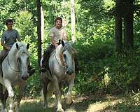 fancy-percheron-horse