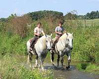 good-looking-percheron-horse