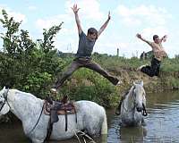 have-been-ridden-percheron-horse