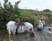 horseman-percheron-horse