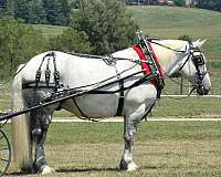 john-percheron-horse