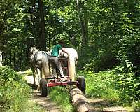 looking-for-percheron-horse