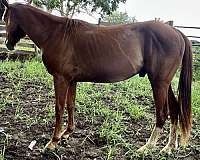 quarter-horse-for-sale