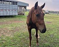 quarter-horse-stallion