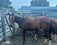 quarter-horse