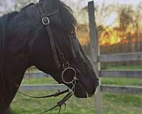 tennessee-walking-gelding