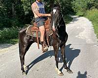 tennessee-walking-horse-for-sale