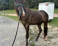 little-kids-tennessee-walking-horse
